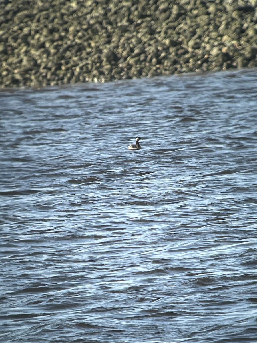 Red-necked Grebe - ML617716990