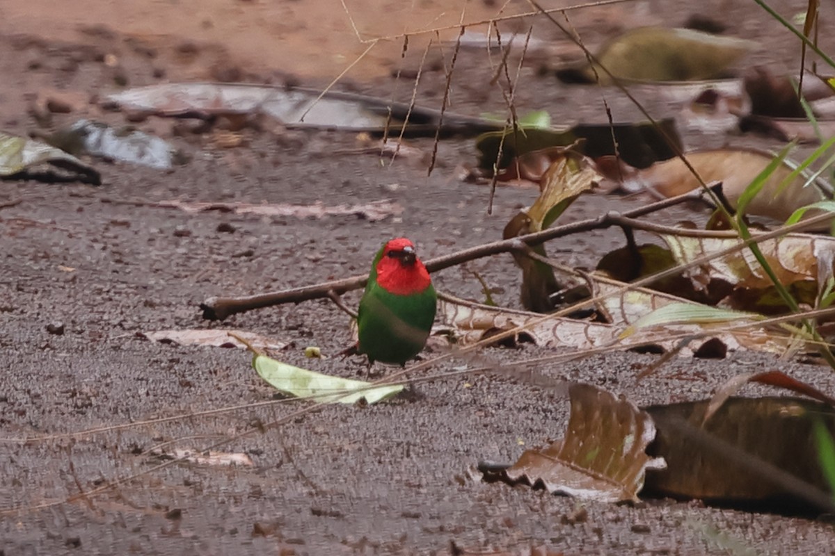 Red-throated Parrotfinch - ML617717038
