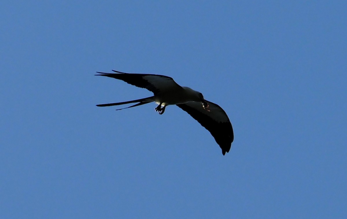Swallow-tailed Kite - ML617717097