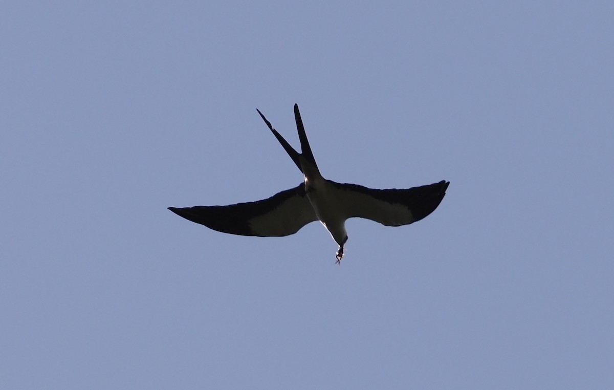 Swallow-tailed Kite - ML617717098