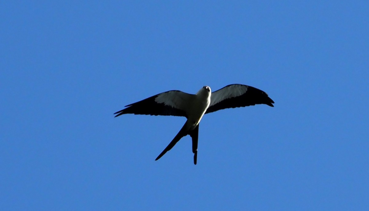 Swallow-tailed Kite - ML617717099