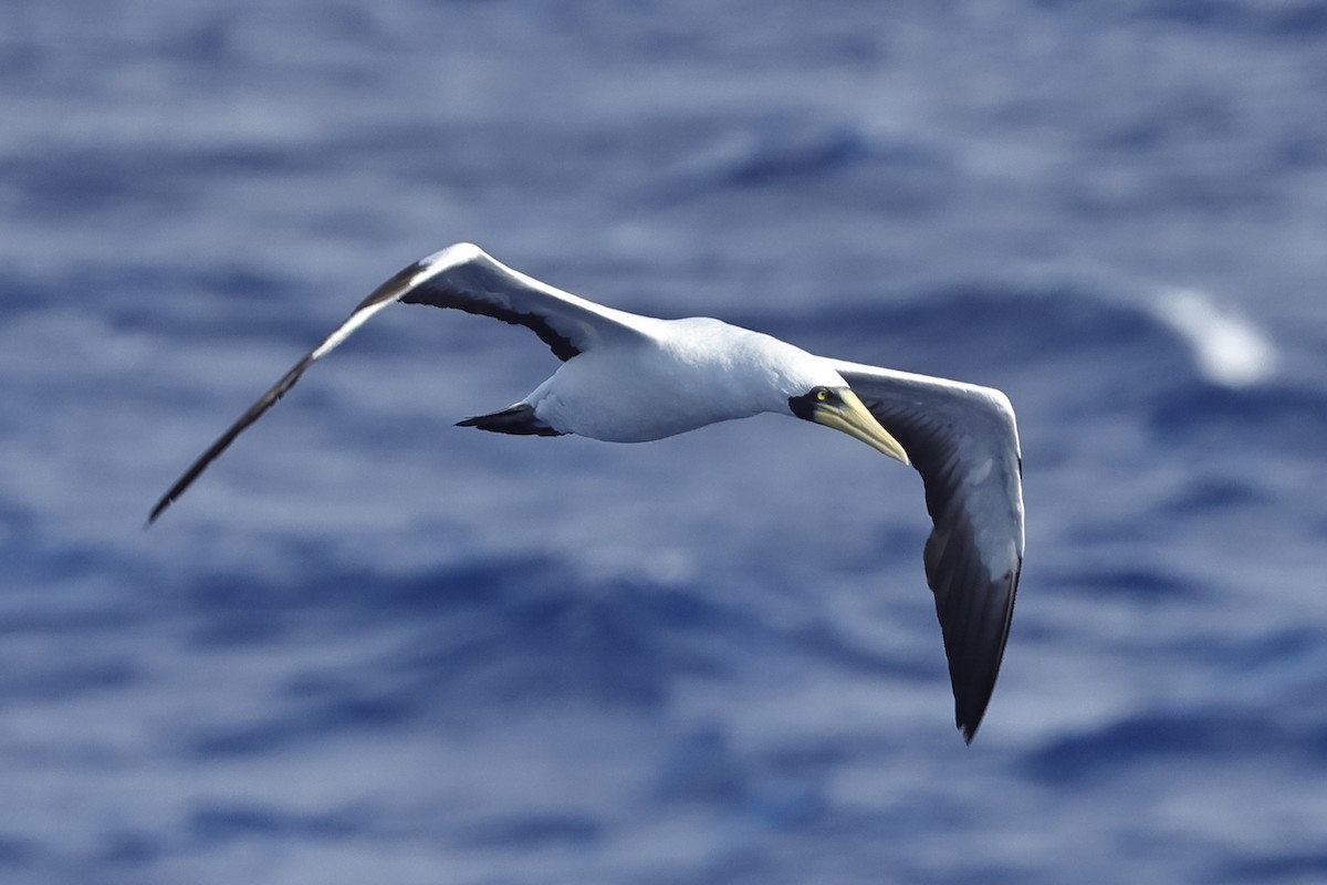 Masked Booby - ML617717129