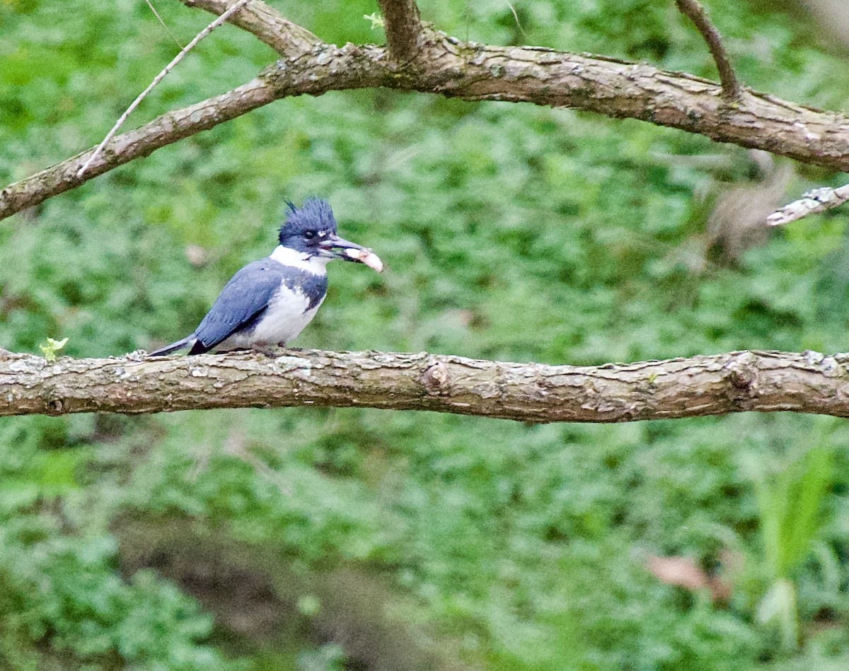 Belted Kingfisher - ML617717136