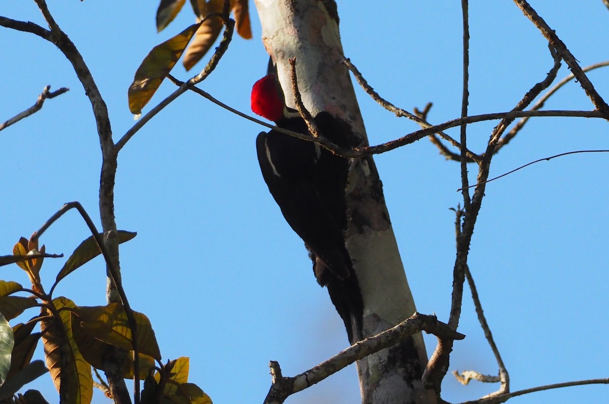 Lineated Woodpecker - ML617717176