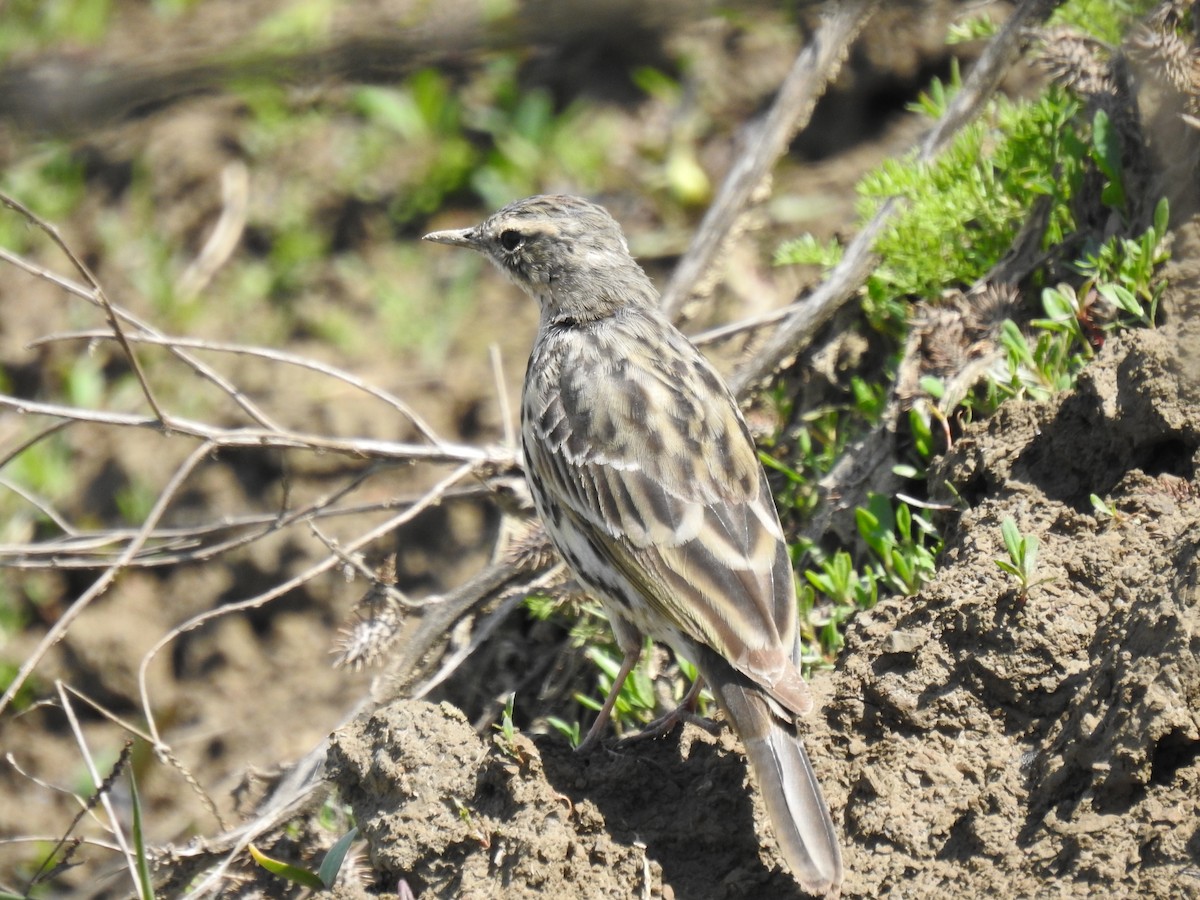 Rosy Pipit - ML617717190