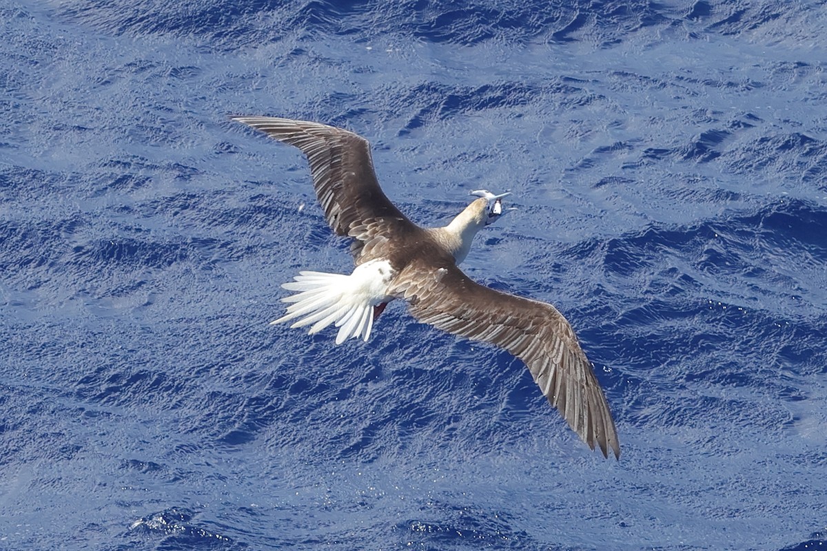 Red-footed Booby - ML617717238
