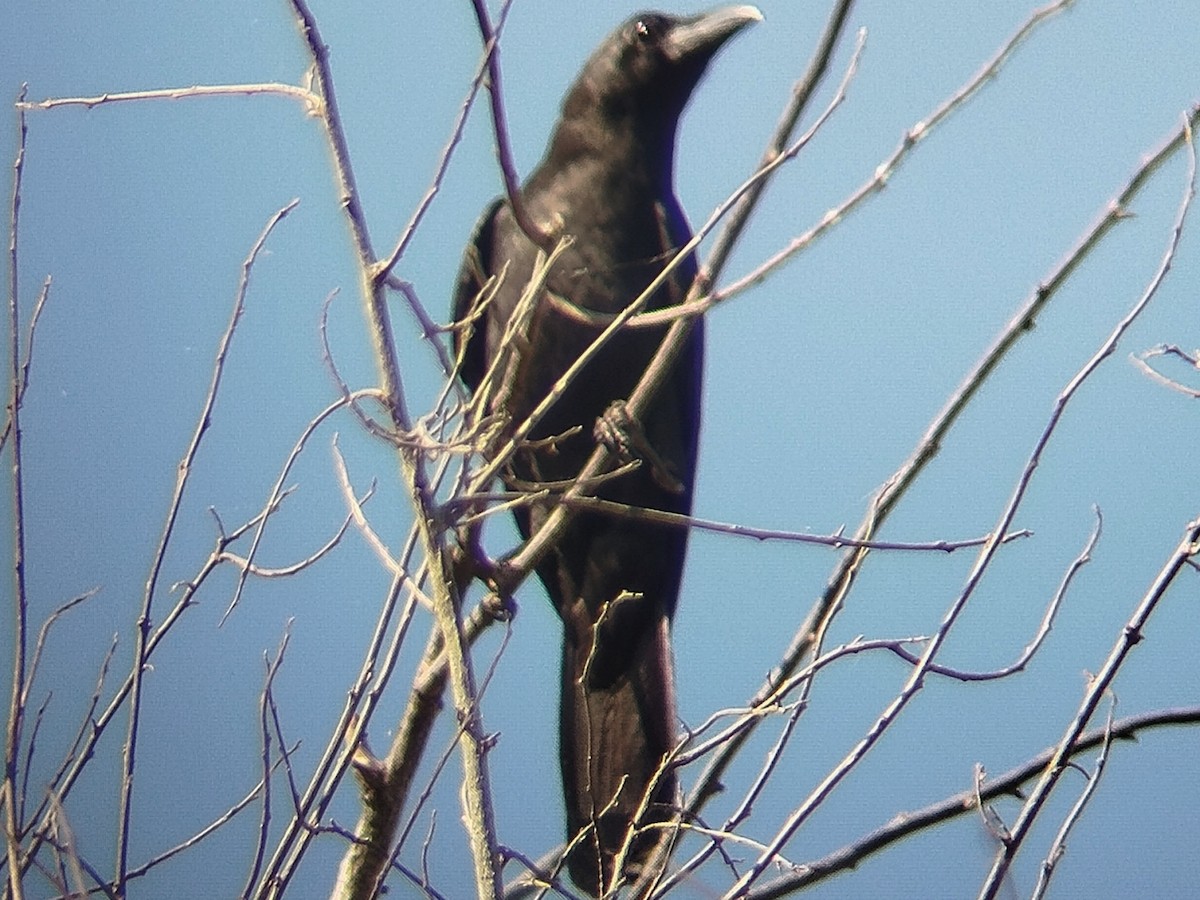 Large-billed Crow (Large-billed) - ML617717247