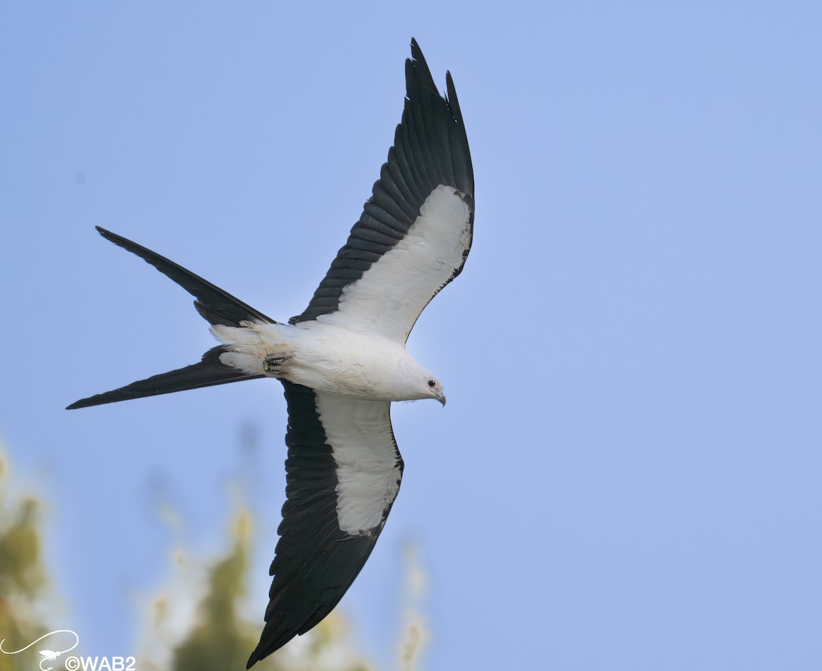 Swallow-tailed Kite - ML617717271