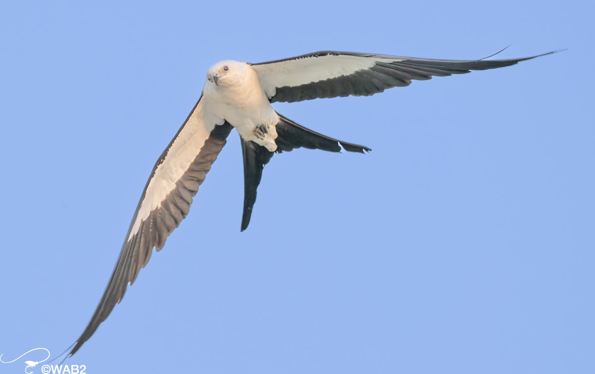 Swallow-tailed Kite - ML617717272