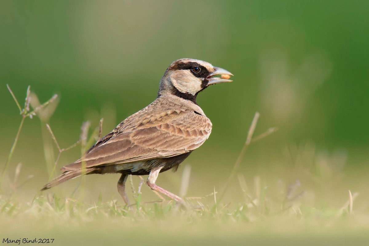 Ashy-crowned Sparrow-Lark - ML617717298