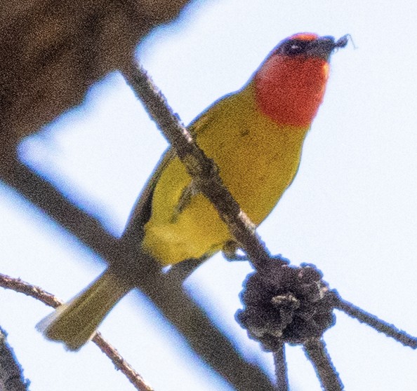 Red-headed Tanager - ML617717357