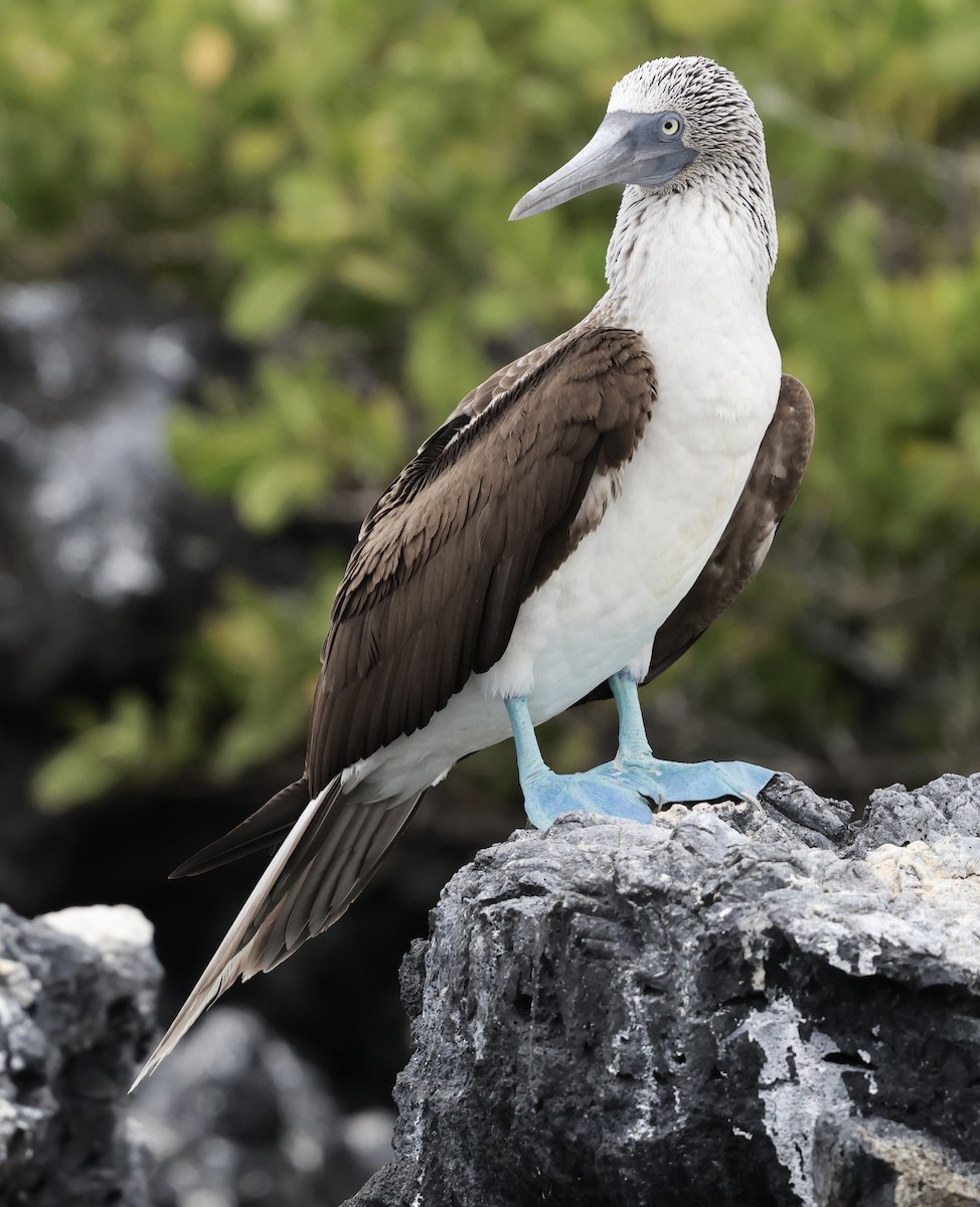 Galapagos Penguin - Lisa Goodwin