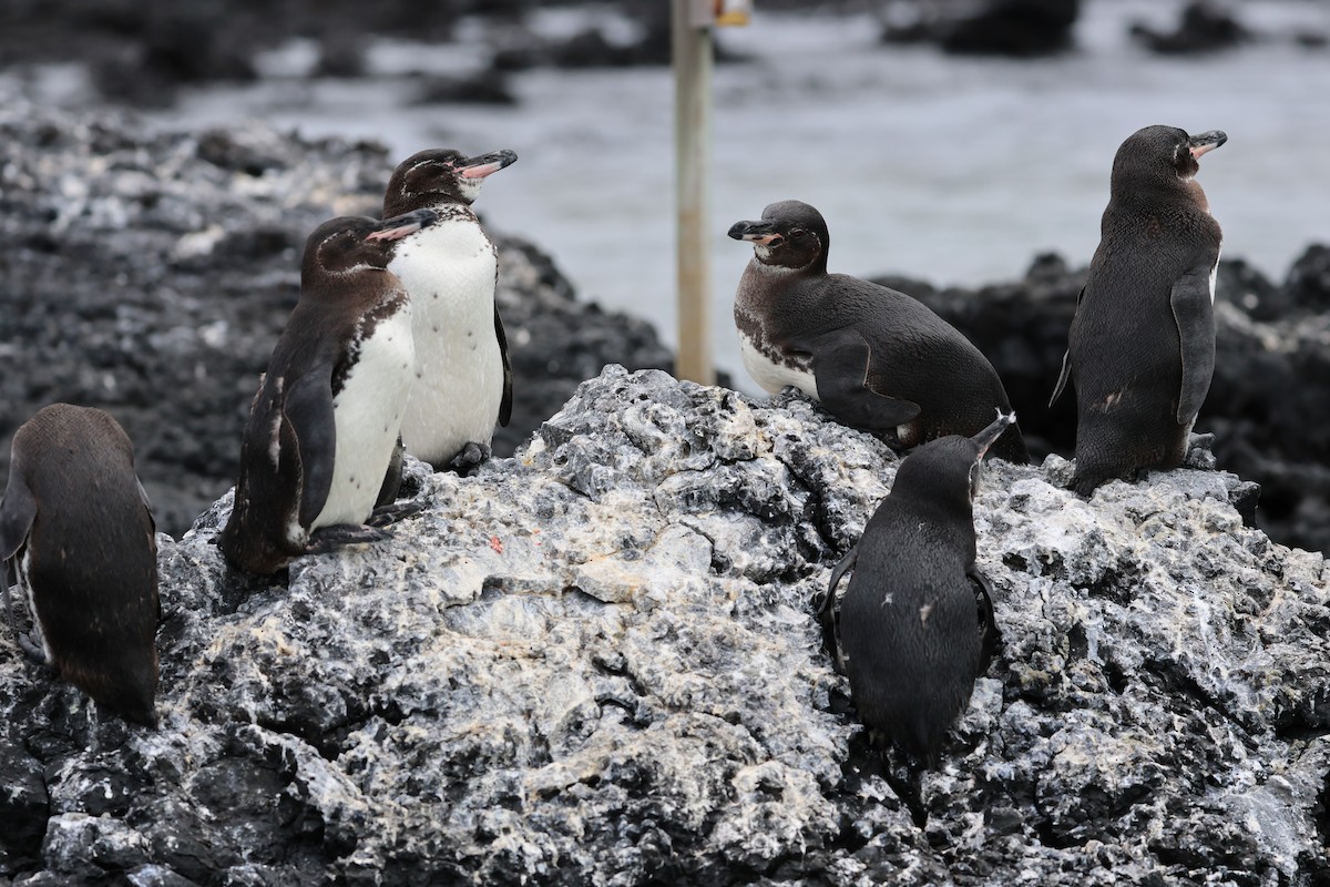 Galapagos Penguin - ML617717415