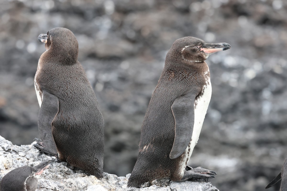 Galapagos Penguin - ML617717440