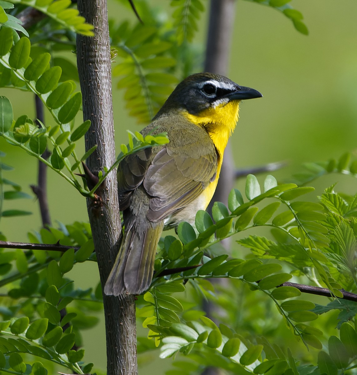 Yellow-breasted Chat - Paul Edelman