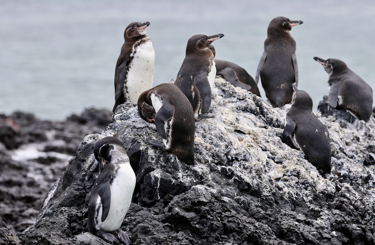 Galapagos Penguin - Lisa Goodwin