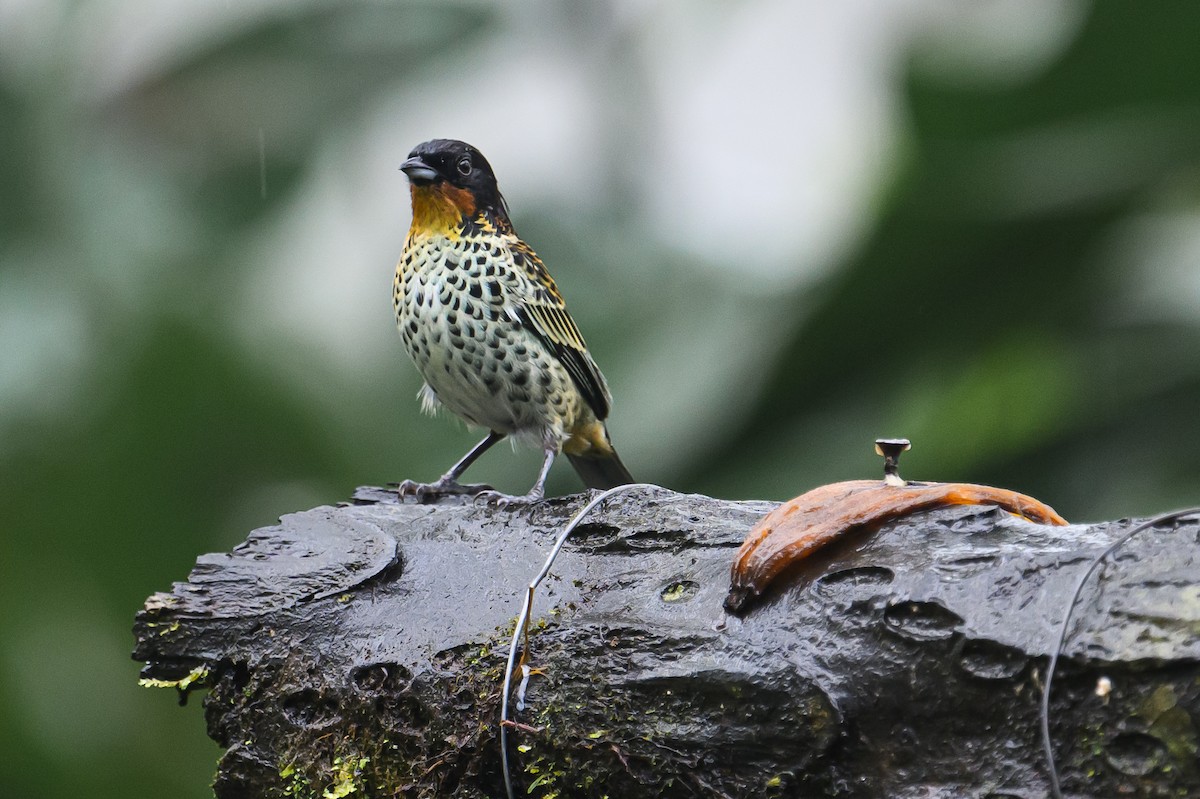 Rufous-throated Tanager - ML617717616