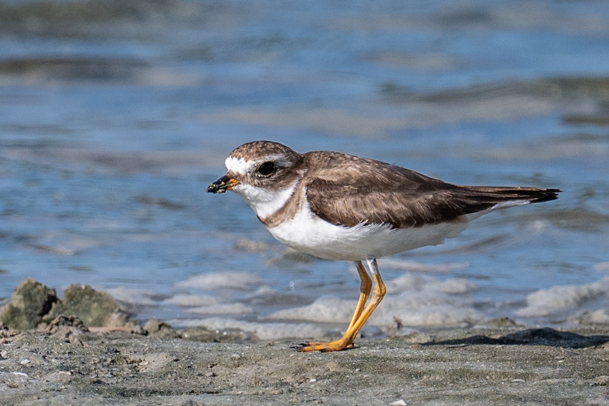 Semipalmated Plover - ML617717716