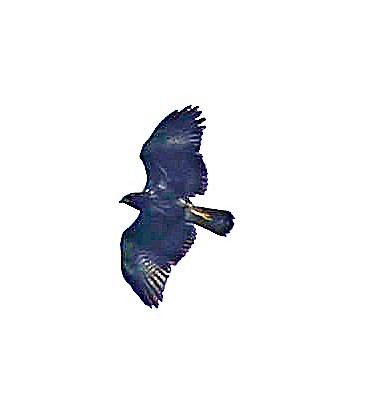 Broad-winged Hawk (Caribbean) - ML617717786