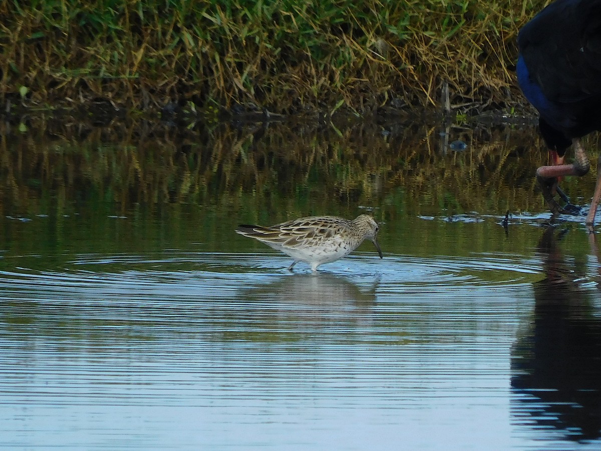 Sharp-tailed Sandpiper - George Vaughan