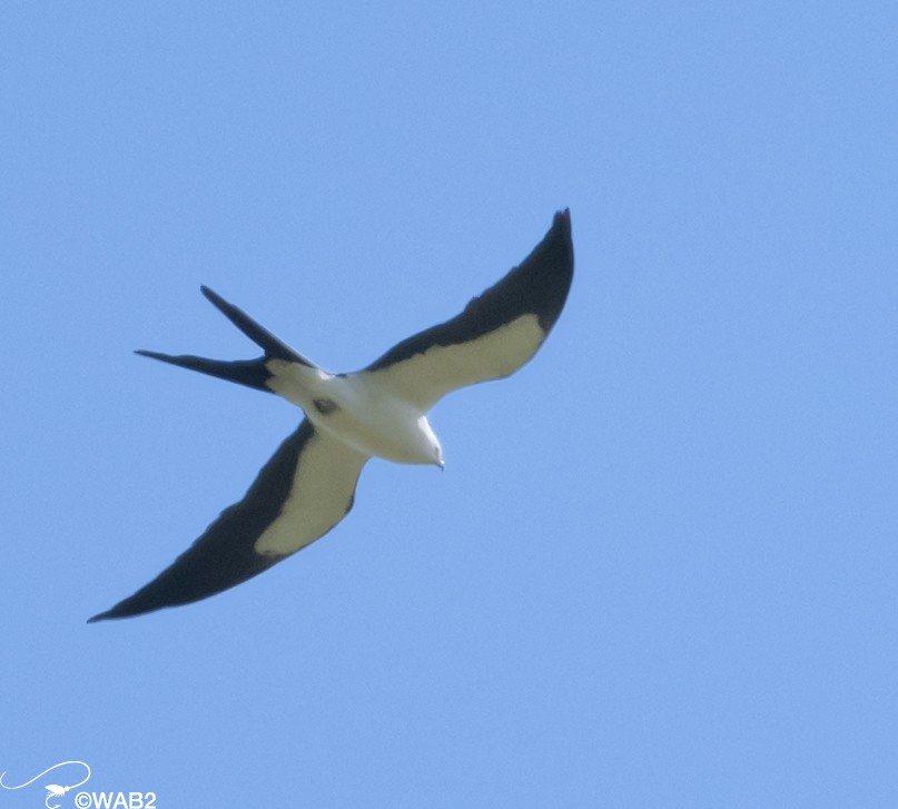 Swallow-tailed Kite - ML617717825