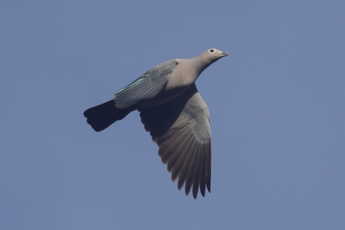 Island Imperial-Pigeon - ML617717826
