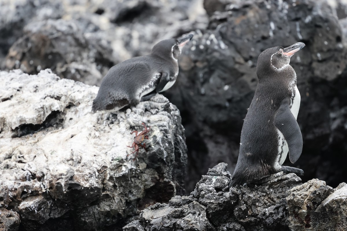 Galapagos Penguin - ML617717855