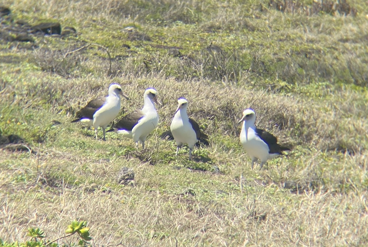 albatros laysanský - ML617717859