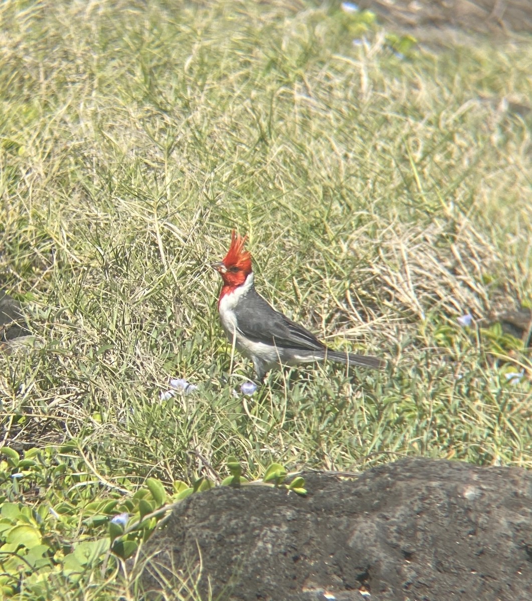 Red-crested Cardinal - ML617717877