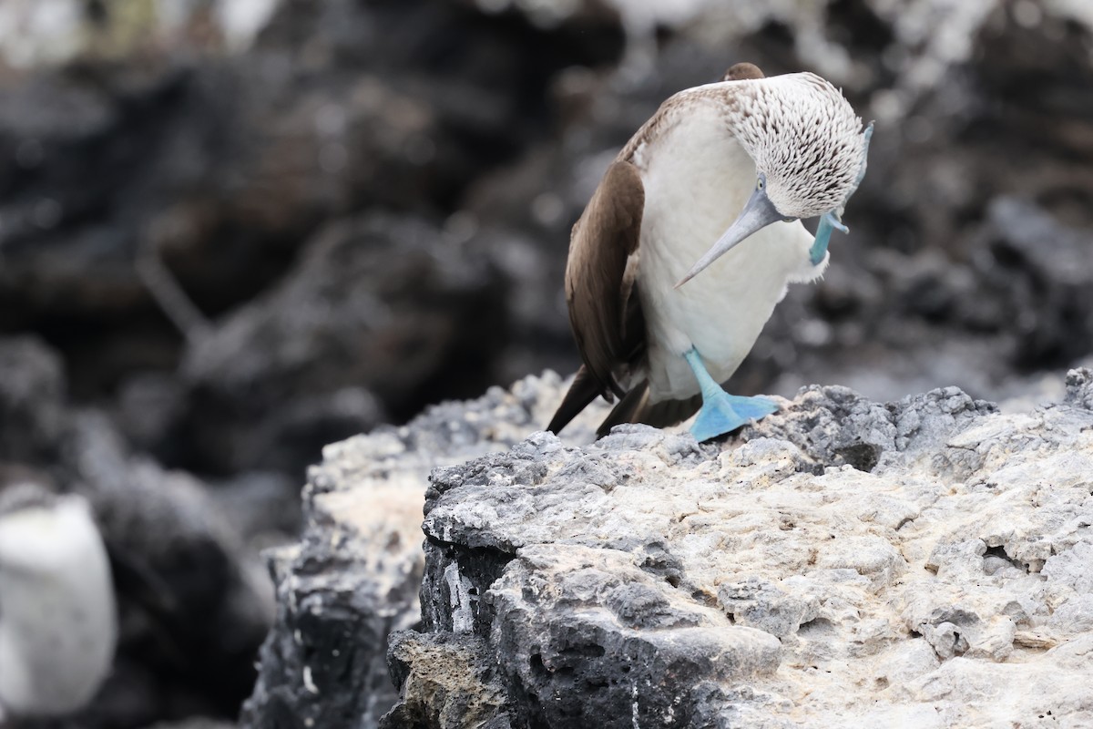 Blue-footed Booby - ML617717889
