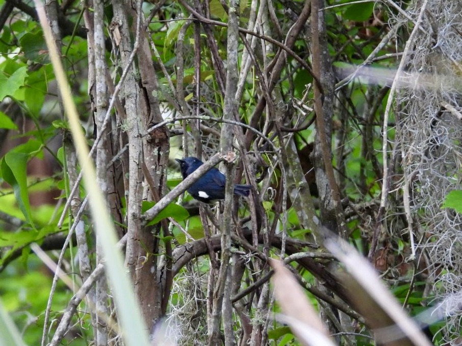 Black-throated Blue Warbler - ML617717921