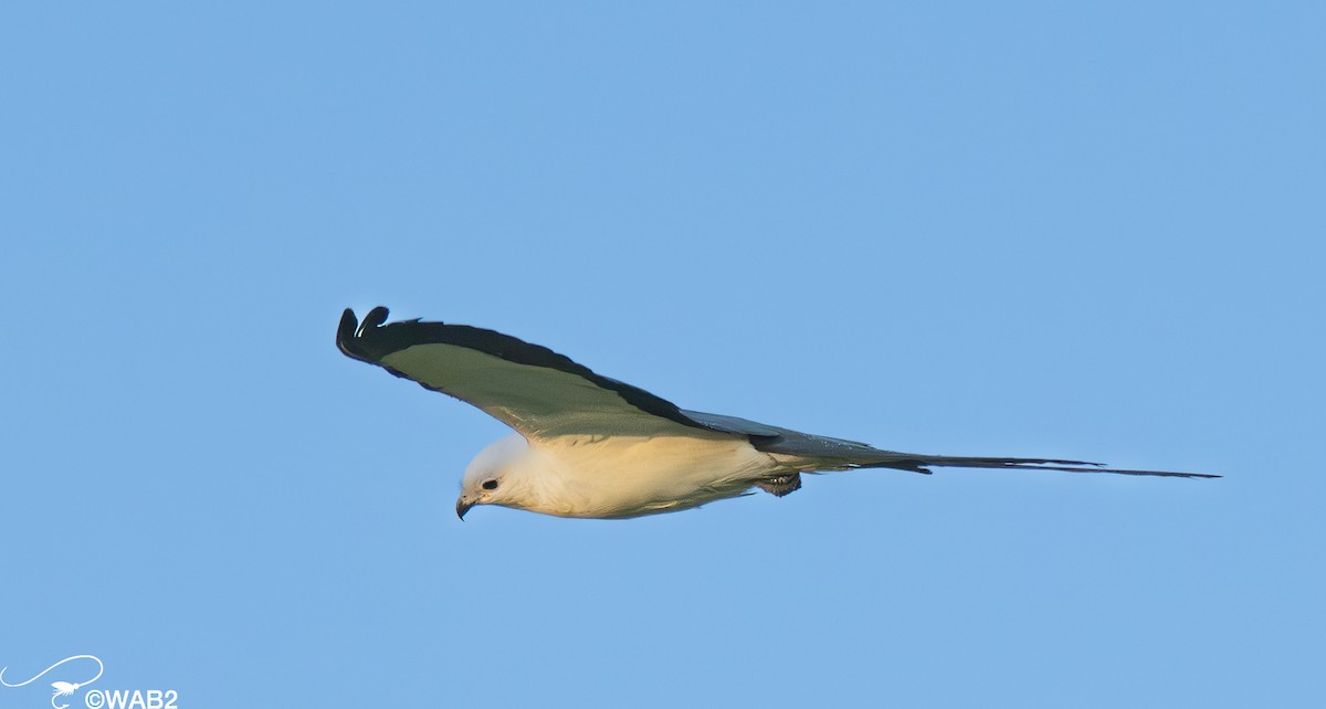 Swallow-tailed Kite - ML617717958