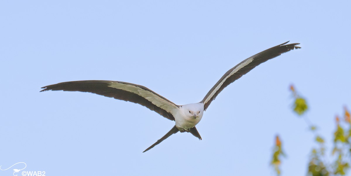 Swallow-tailed Kite - ML617717959