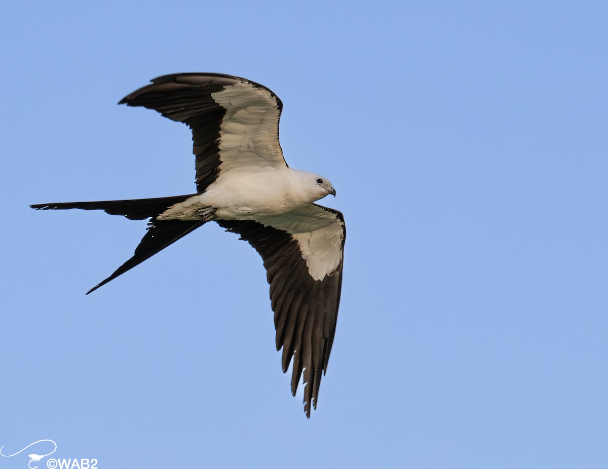 Swallow-tailed Kite - William Blodgett Jr.