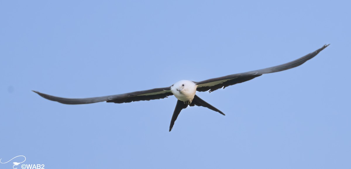 Swallow-tailed Kite - ML617717961