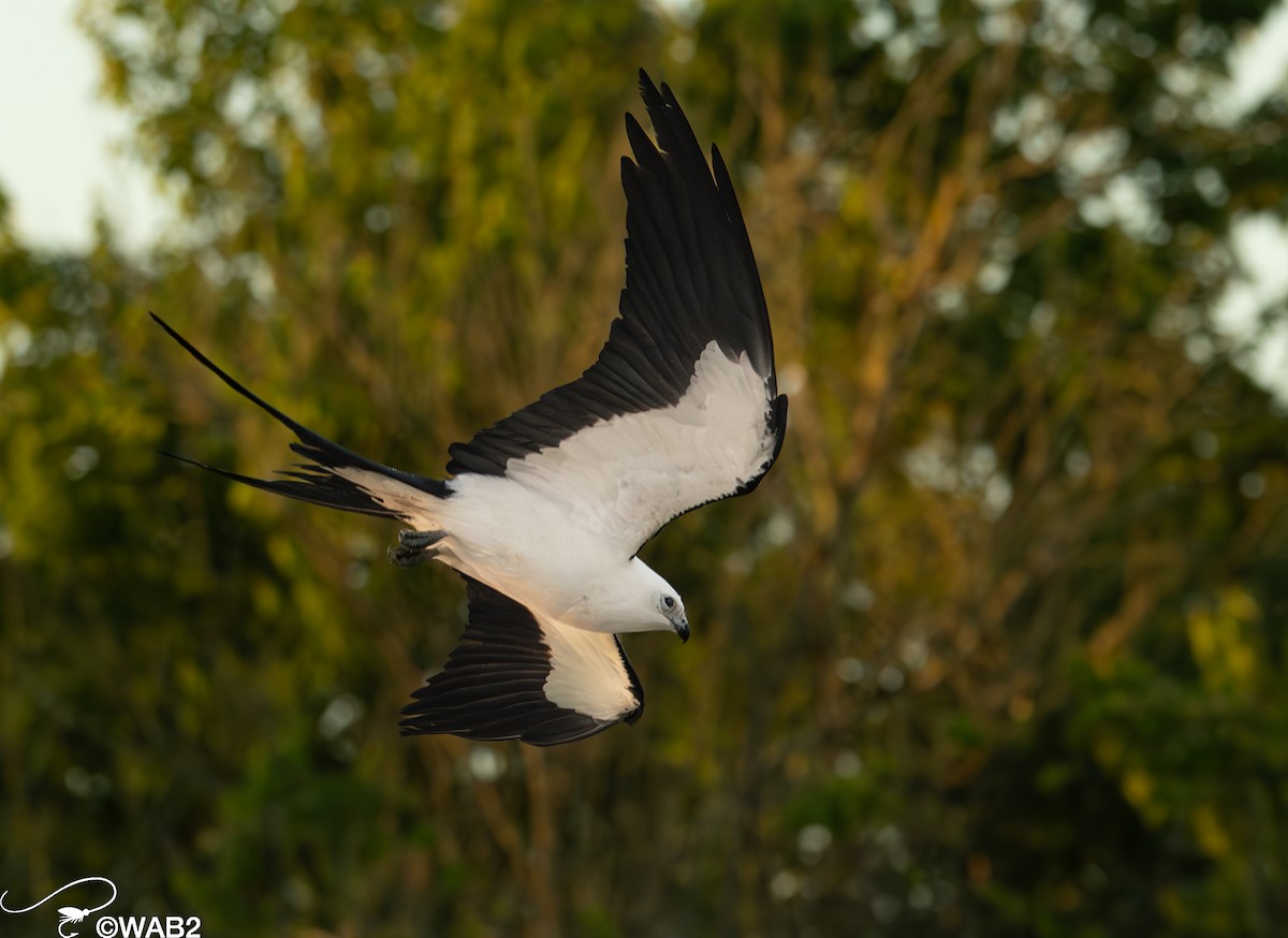 Swallow-tailed Kite - ML617717964