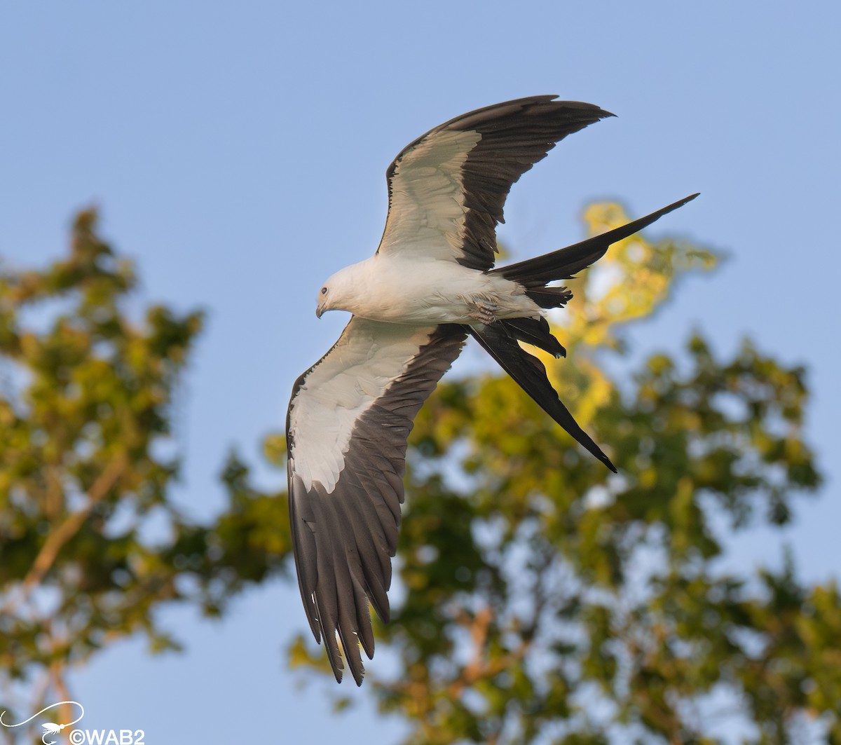 Swallow-tailed Kite - ML617717965
