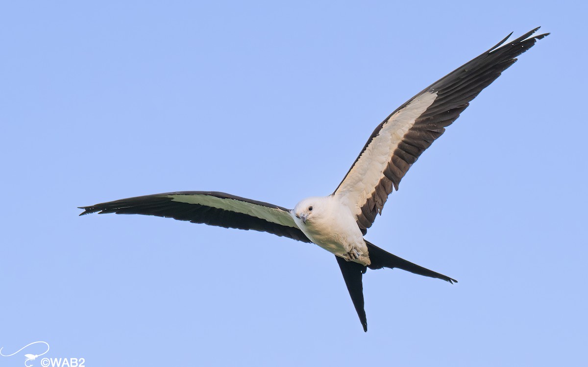 Swallow-tailed Kite - William Blodgett Jr.