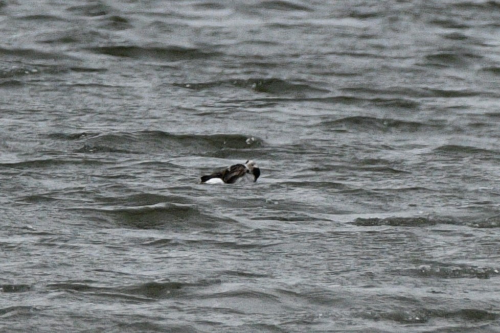 Long-tailed Duck - ML617717986