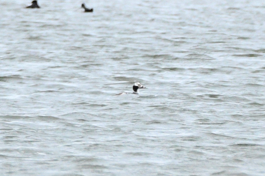 Long-tailed Duck - ML617717987