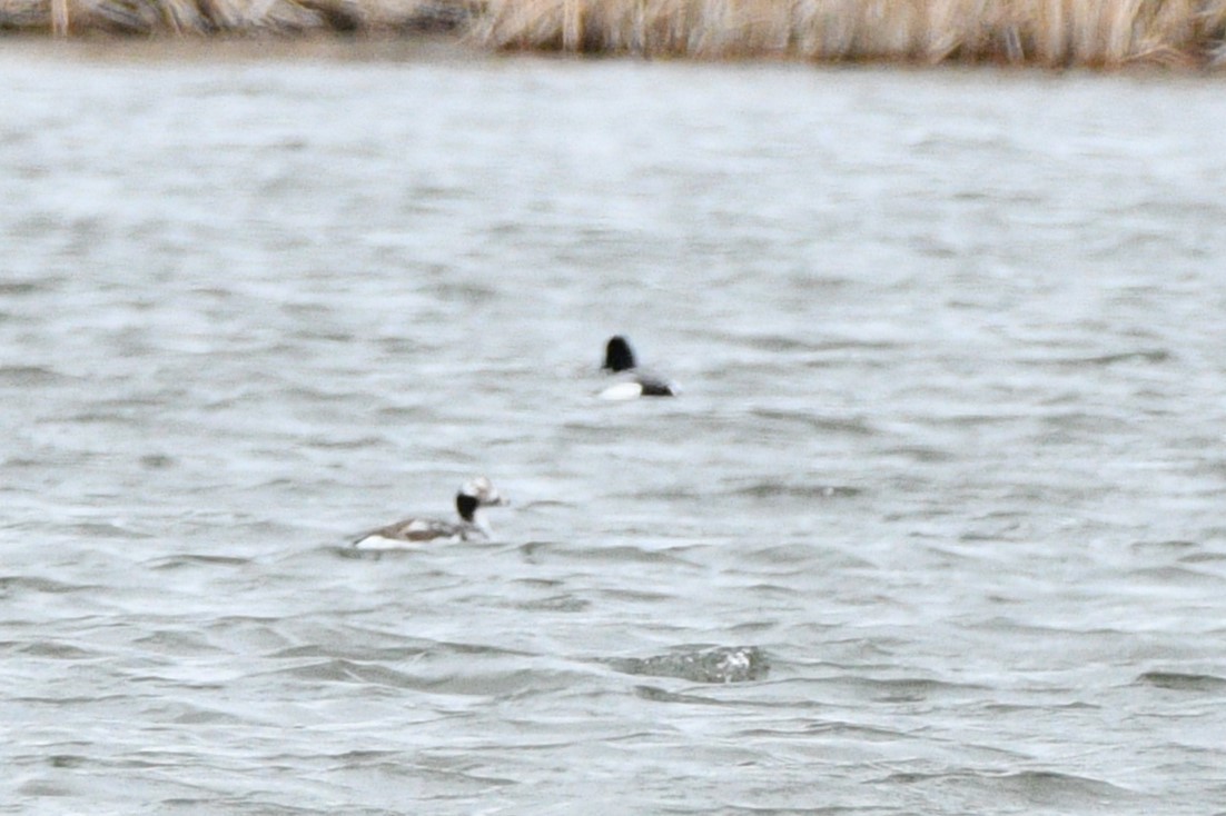 Long-tailed Duck - ML617717988