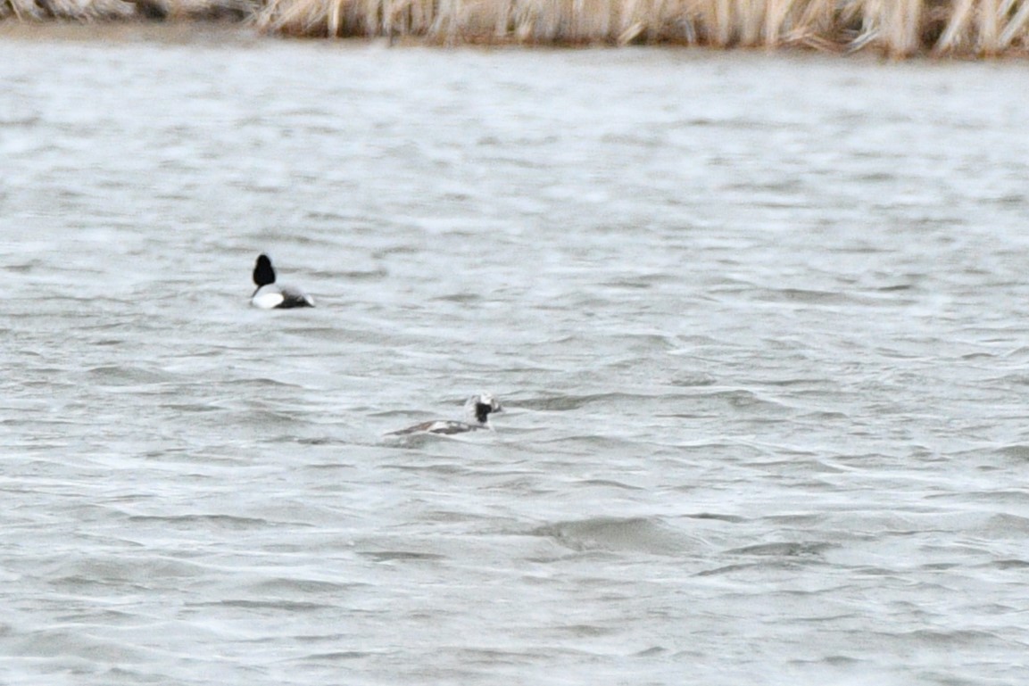 Long-tailed Duck - ML617717989
