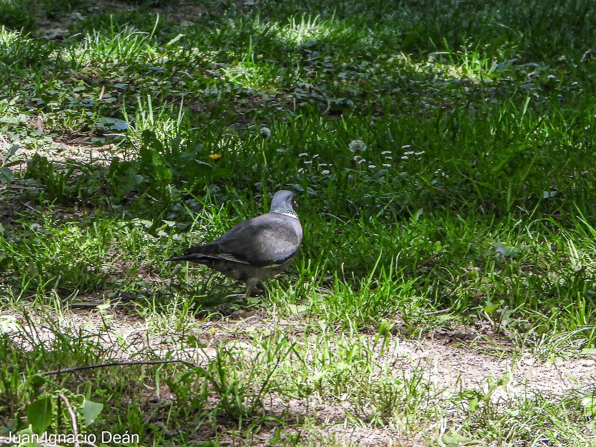 Common Wood-Pigeon - ML617717992