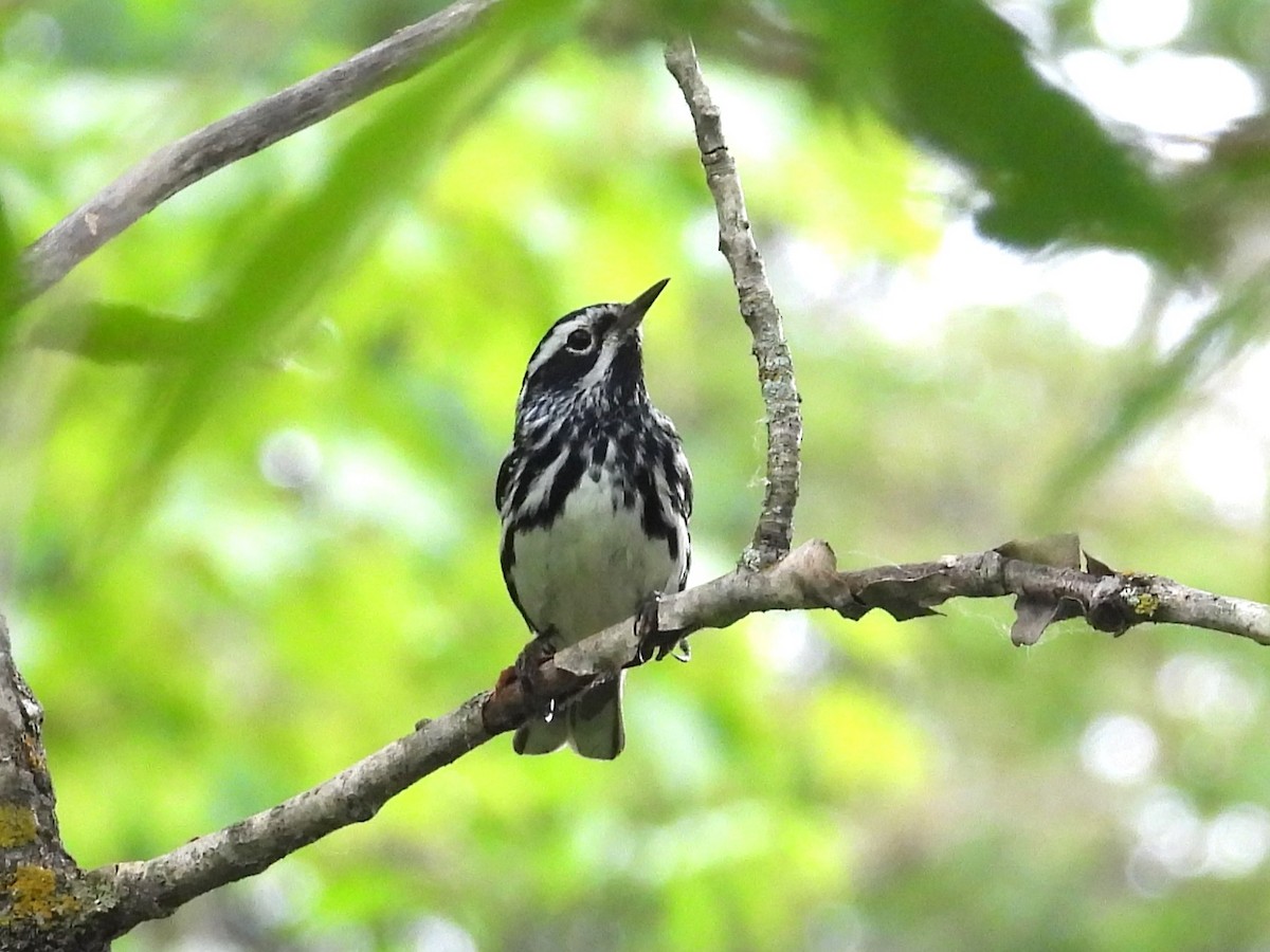 Black-and-white Warbler - ML617718083