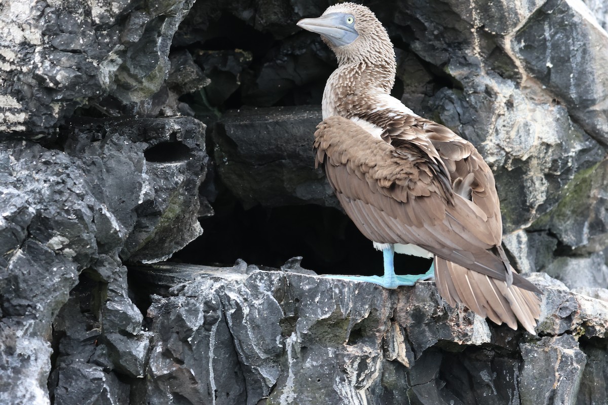 Blue-footed Booby - ML617718097