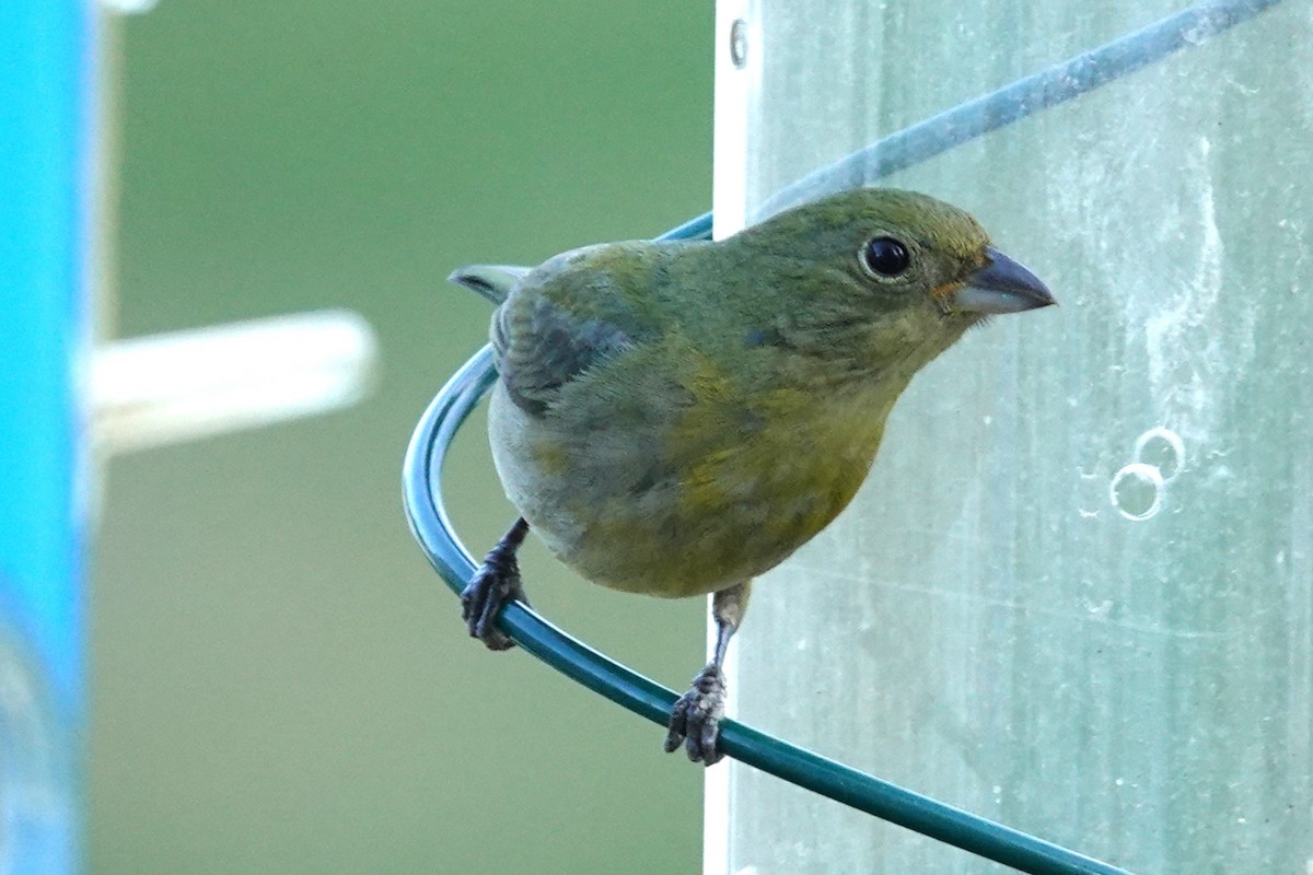 Painted Bunting - ML617718140
