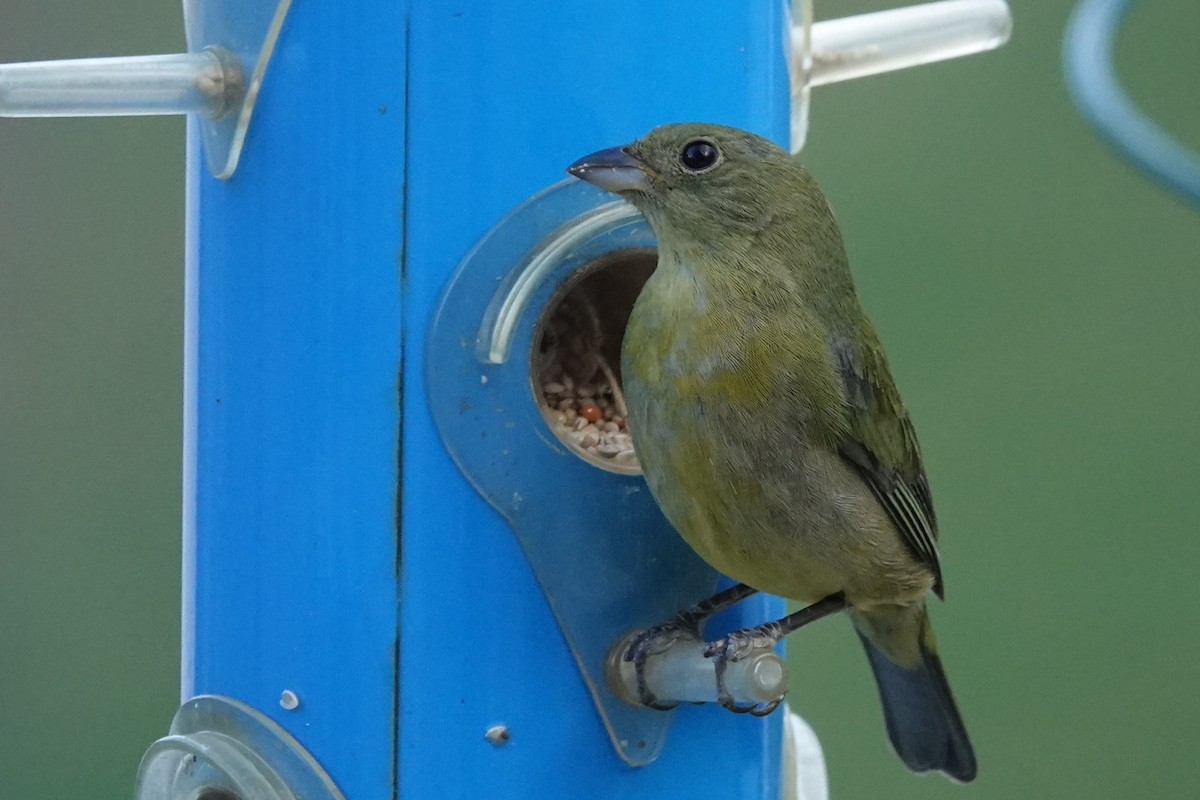 Painted Bunting - ML617718141