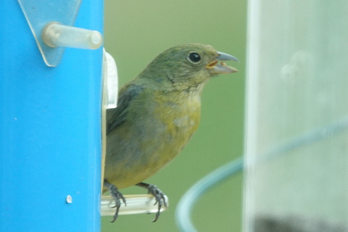 Painted Bunting - ML617718142