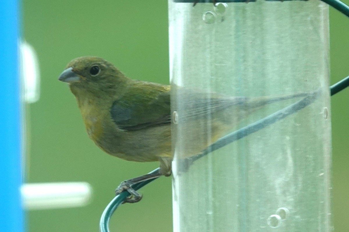 Painted Bunting - ML617718143