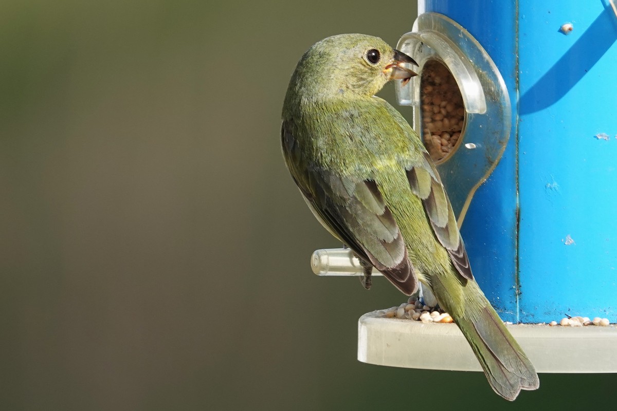 Painted Bunting - ML617718145